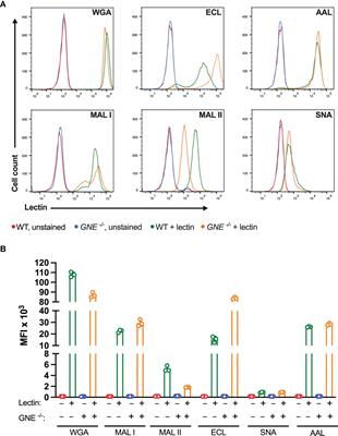 Glycosylation-Dependent Induction of Programmed Cell Death in Murine Adenocarcinoma Cells